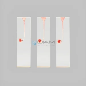 Modelo de diente para tratamiento de endodoncia con pared pulpar coloreada con absceso apical