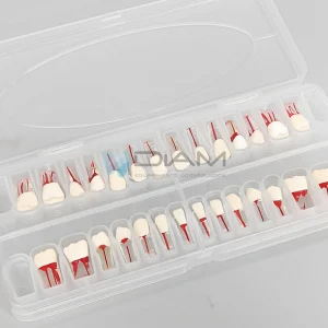Modelo de diente para tratamiento de endodoncia con raíz transparente y pulpa coloreada