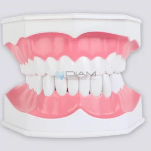 Modelo de demostración de cepillado de dientes adulto 2 veces su tamaño