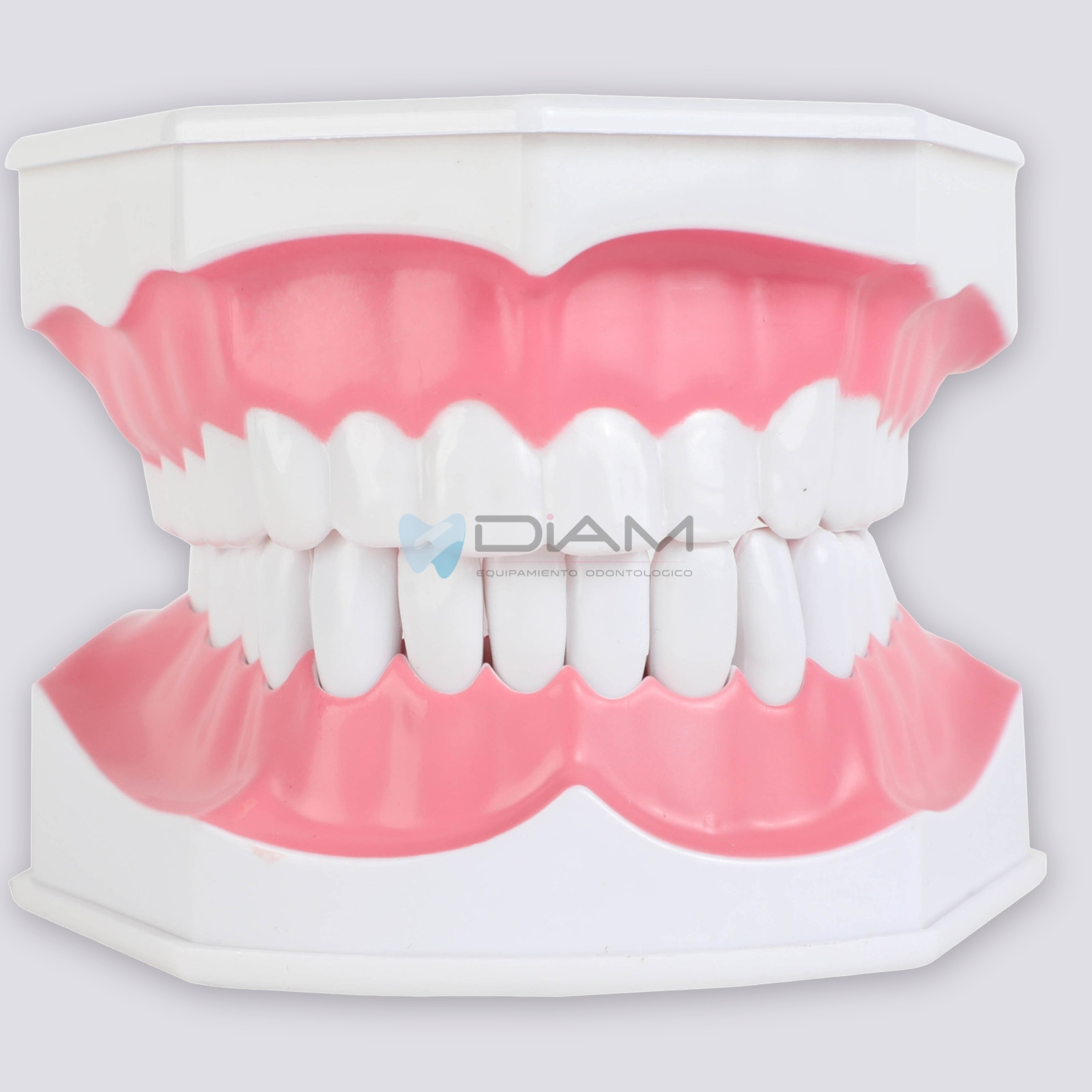 Modelo de demostración de cepillado de dientes adulto 2 veces su tamaño