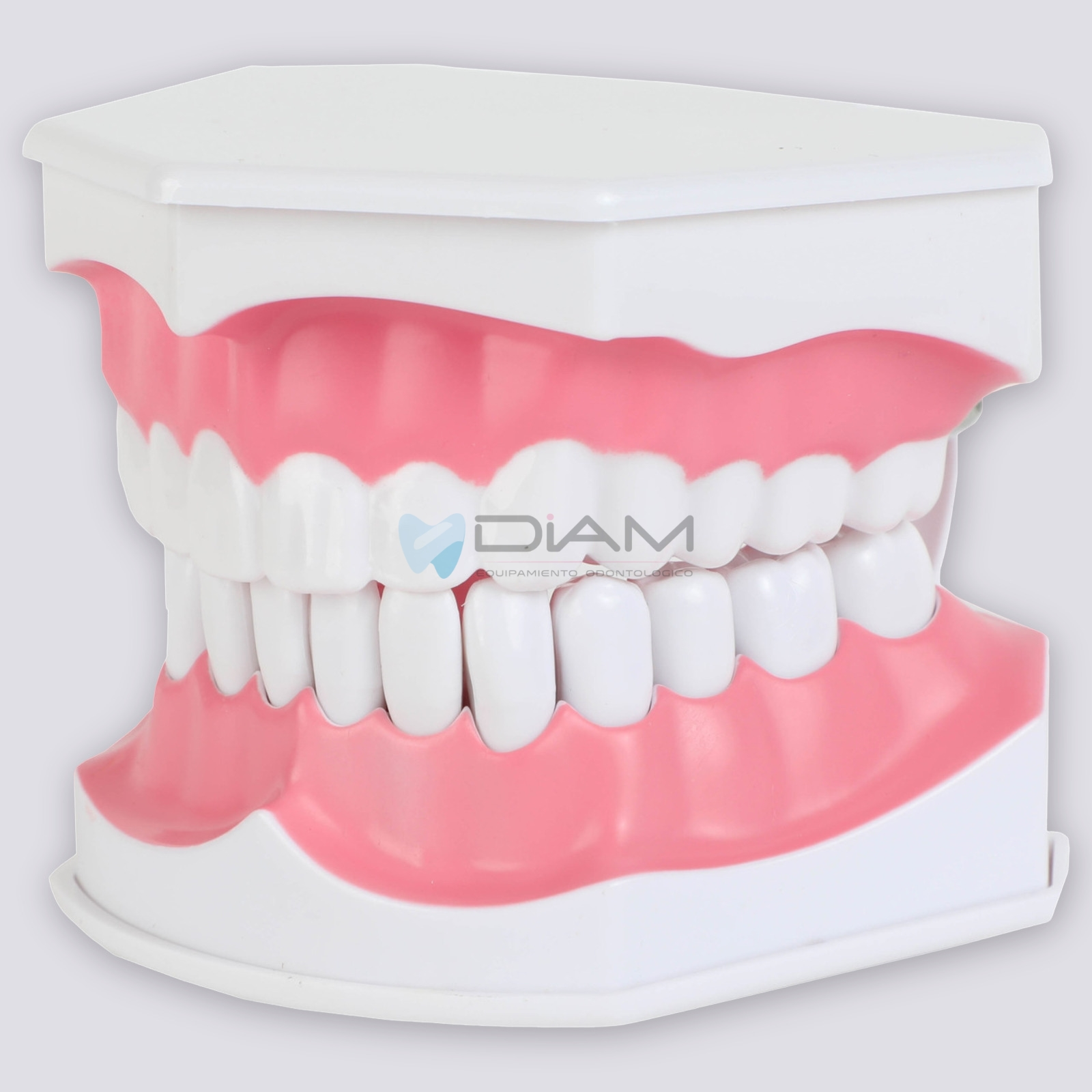 Modelo de demostración de cepillado de dientes adulto 2 veces su tamaño - Imagen 2