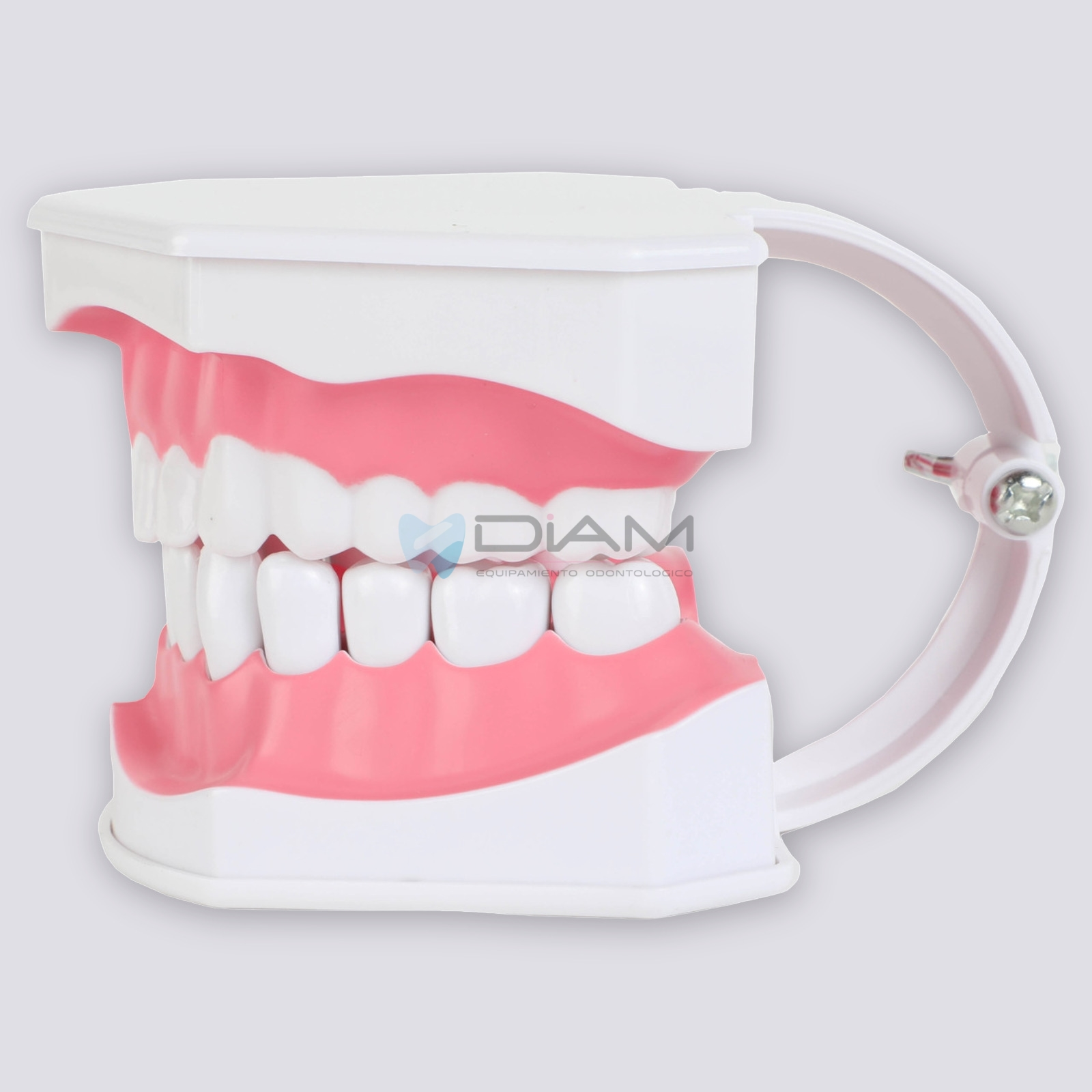 Modelo de demostración de cepillado de dientes adulto 2 veces su tamaño - Imagen 3
