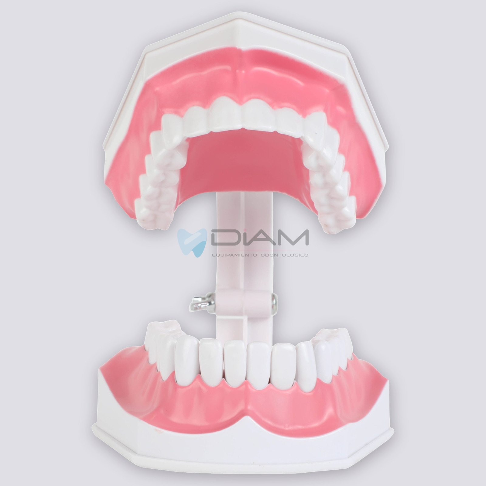 Modelo de demostración de cepillado de dientes adulto 2 veces su tamaño - Imagen 4