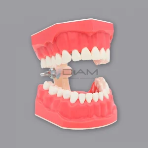 Modelo de estudio anatómico especializado que representa los primeros dientes caninos maxilares y las raíces de los primeros molares 2 veces su tamaño