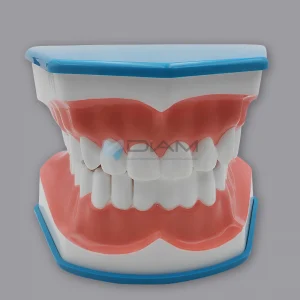 Modelo de estudio de cepillado de dientes con lengua