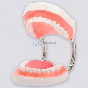 Modelo de demostración de higiene oral con lengua móvil