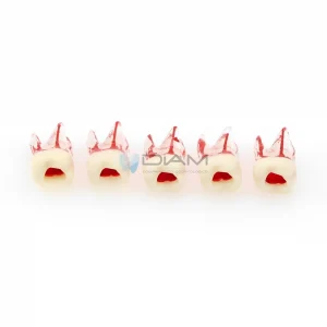Modelo de diente anatómico para tratamiento de endodoncia de cavidad pulpar radicular