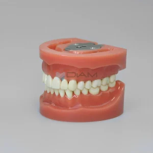 Modelo tipodonto tipo Nissin (32 piezas atornilladas, encía dura) sin articulador.