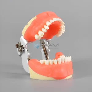Modelo sintético de formación en cirugía bucal