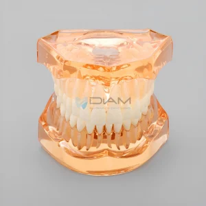 Modelo de dientes (28 piezas desmontables, encía dura) transparente.