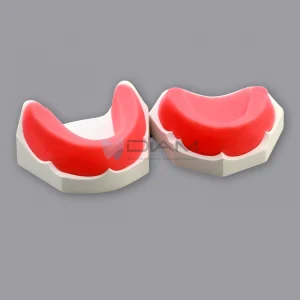 Modelo de cera para prácticas de colocación de dientes