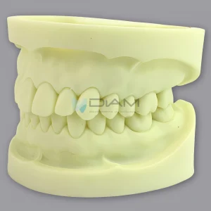 Modelo de dentición Alundum blanco