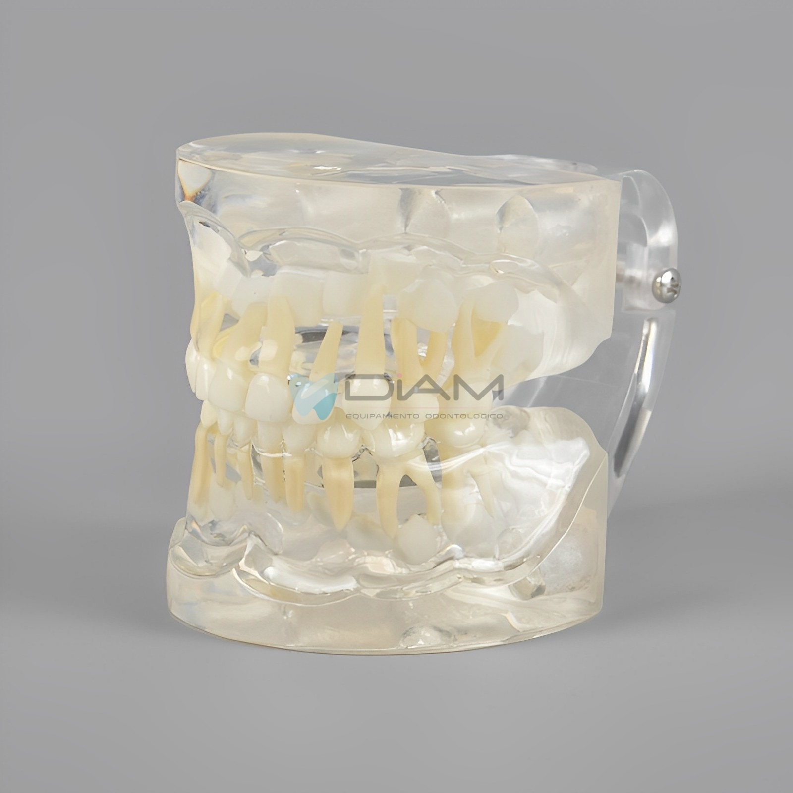 Modelo estándar infantil transparente que representa el crecimiento y la erupción de los dientes de un niño de 3 años - Imagen 2
