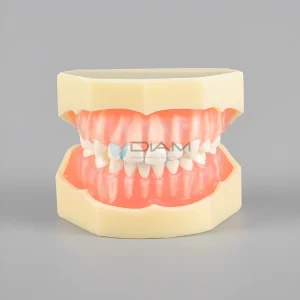 Modelo estándar infantil de encía blanda extraíble con dientes desmontables, a escala de un bebé.