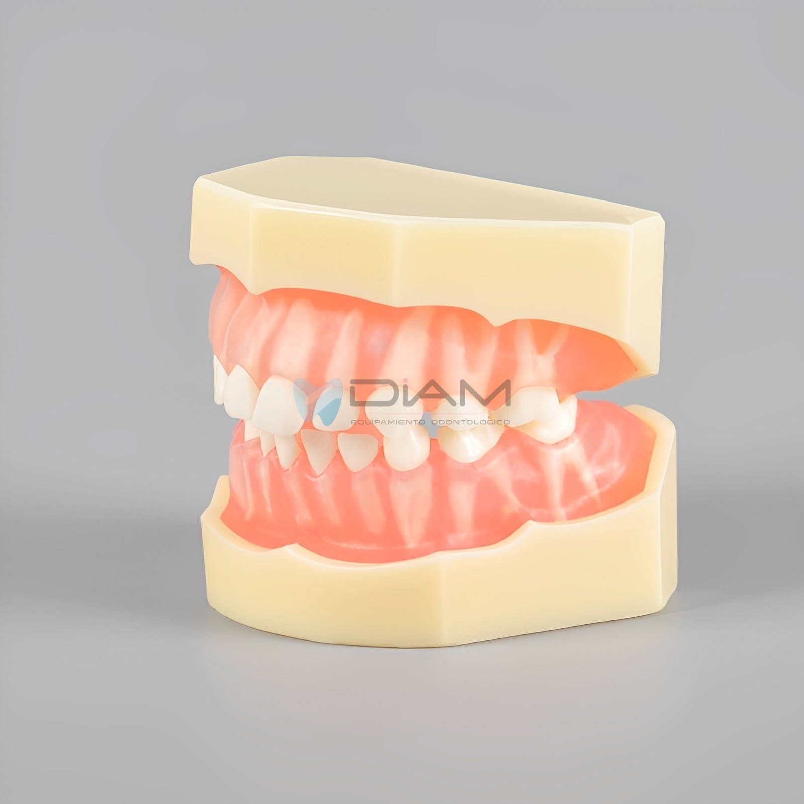 Modelo estándar infantil de encía blanda extraíble con dientes desmontables, a escala de un bebé. - Imagen 2