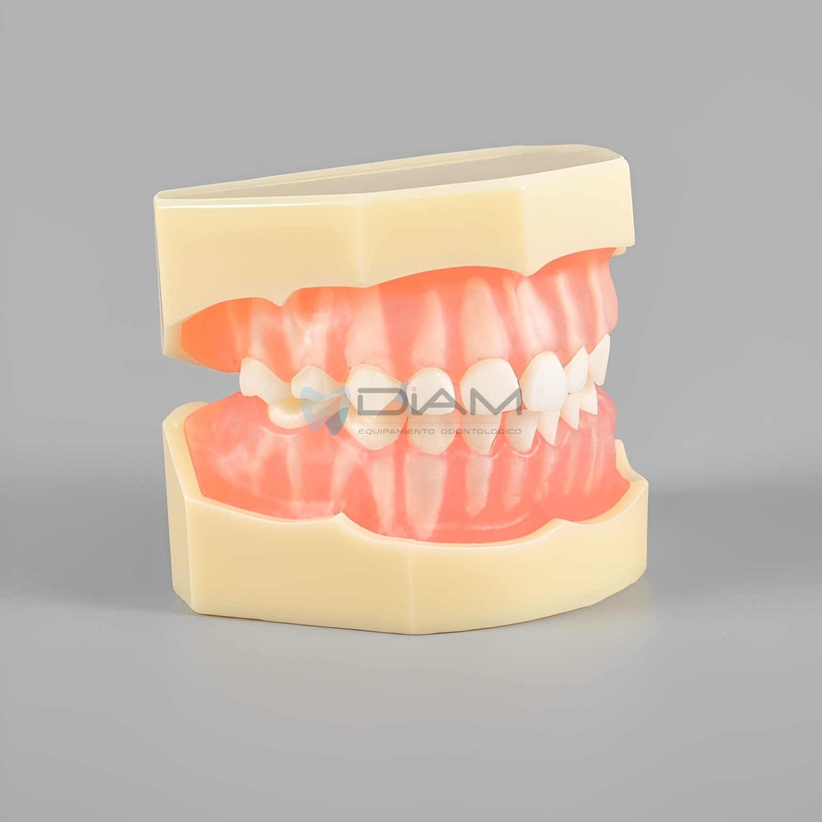 Modelo estándar infantil de encía blanda extraíble con dientes desmontables, a escala de un bebé. - Imagen 3