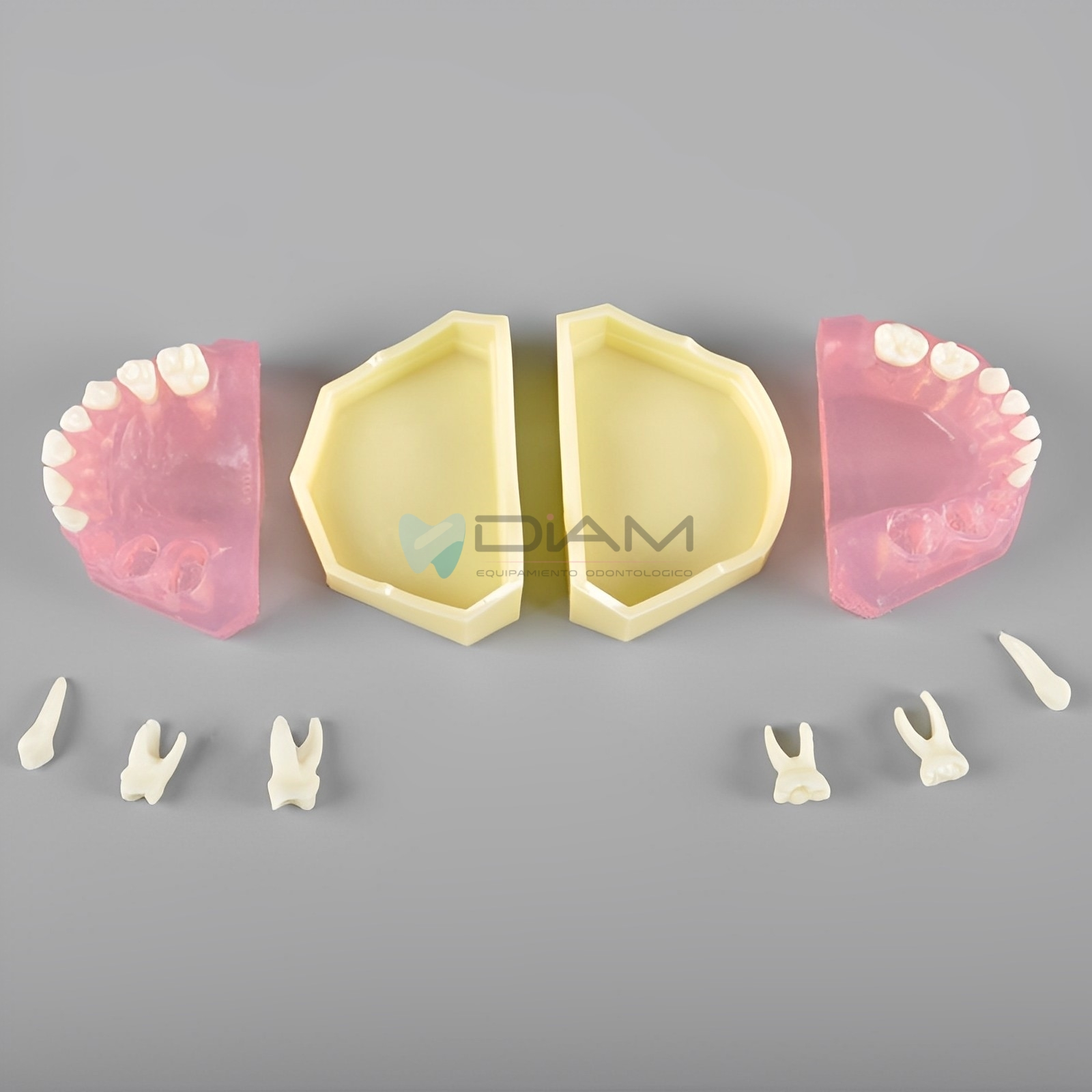 Modelo estándar infantil de encía blanda extraíble con dientes desmontables, a escala de un bebé. - Imagen 4