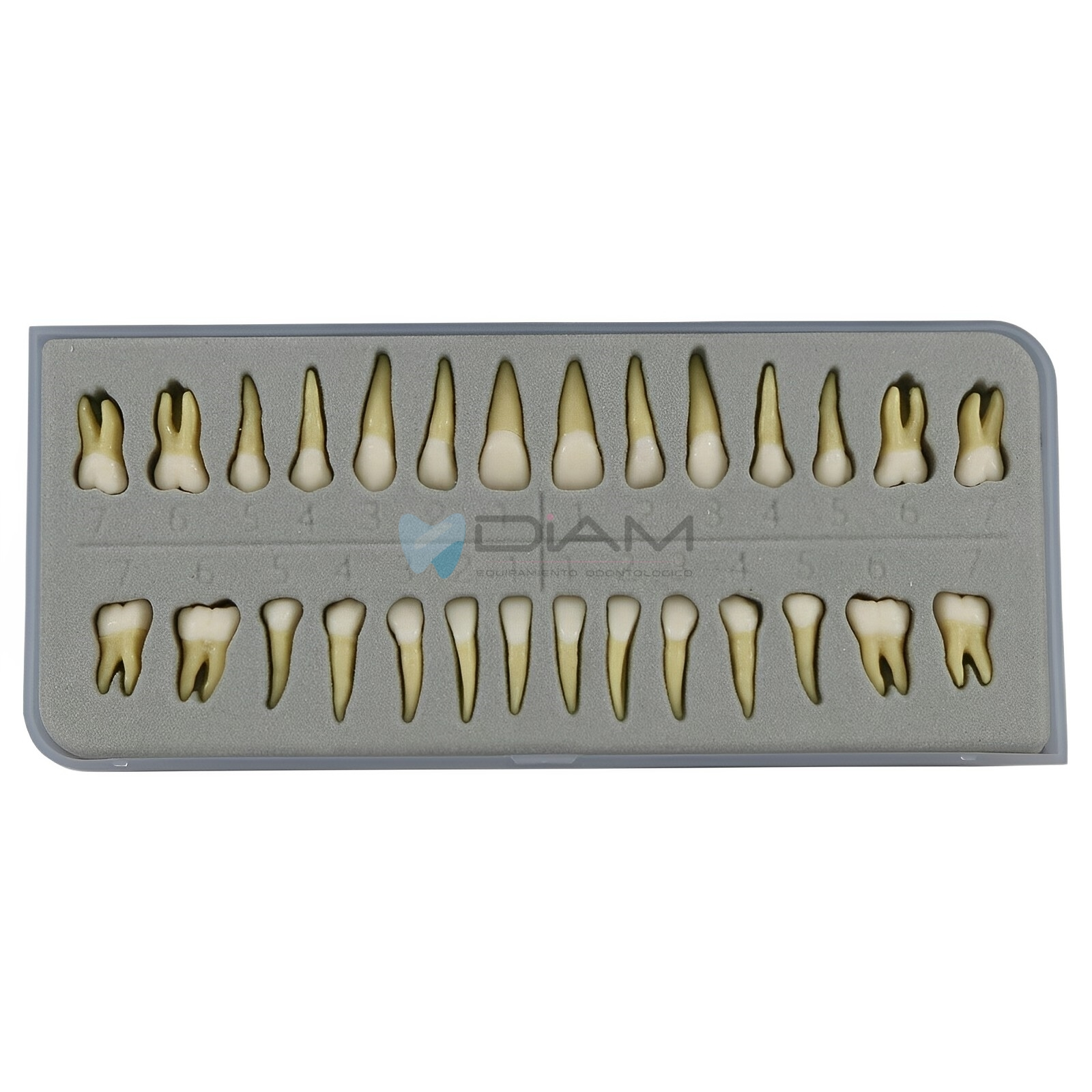 Modelo estándar infantil de encía blanda extraíble con dientes desmontables, a escala de un bebé. - Imagen 5