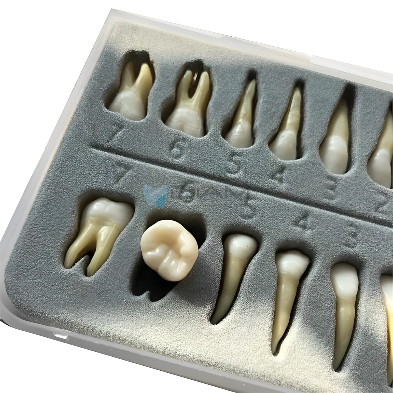 Modelo estándar infantil de encía blanda extraíble con dientes desmontables, a escala de un bebé. - Imagen 6