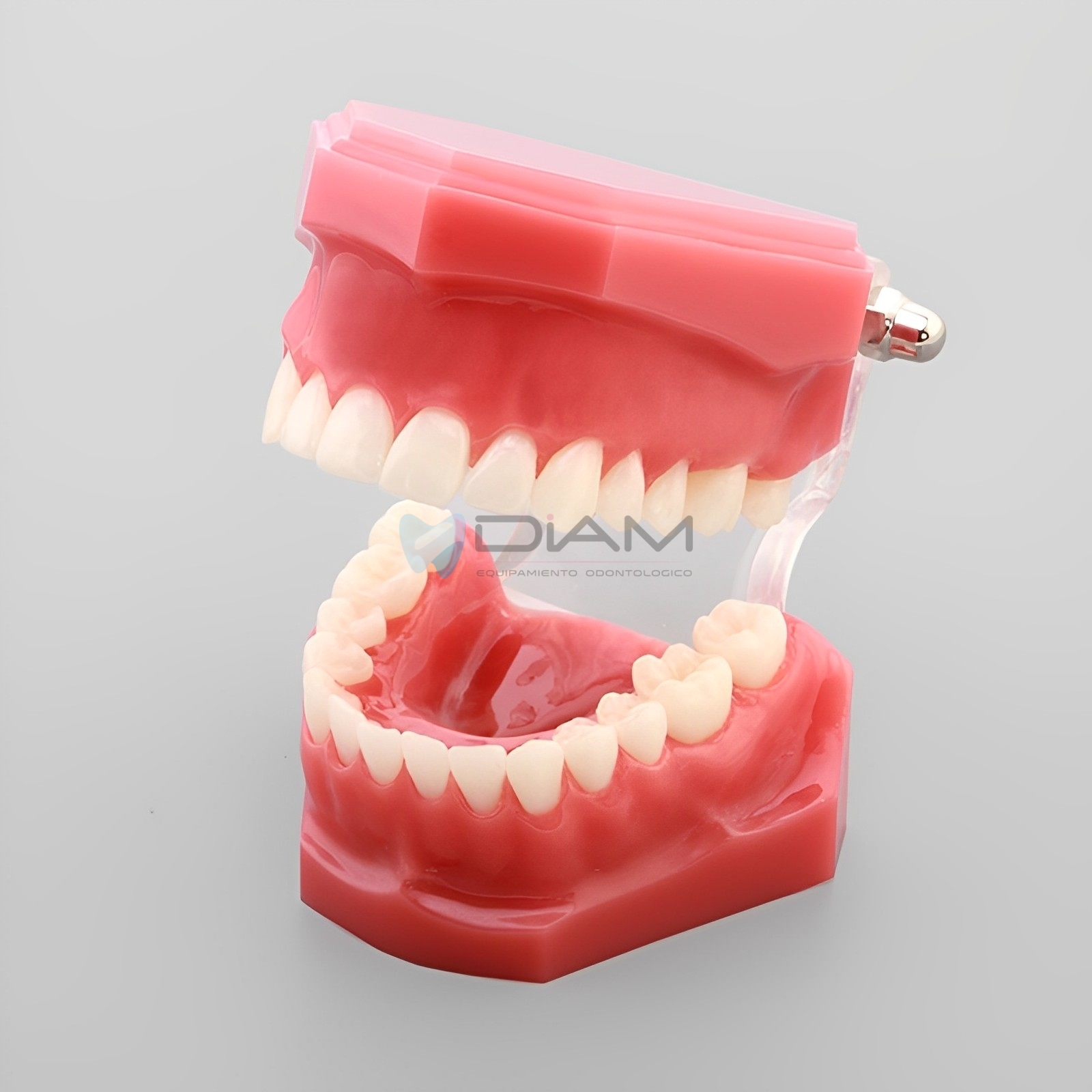 Modelo estándar (28 piezas, encía dura) tamaño natural de bisagra completa y media bisagra. - Imagen 2