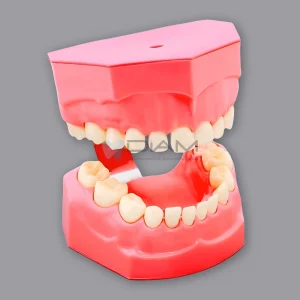 Modelo estándar infantil para cepillado de dientes de un bebé