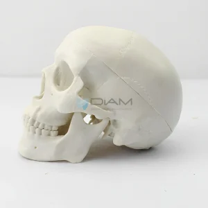 Modelo de cráneo anatómico pequeño