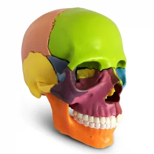 Modelo de cráneo anatómico pequeño (13 piezas)