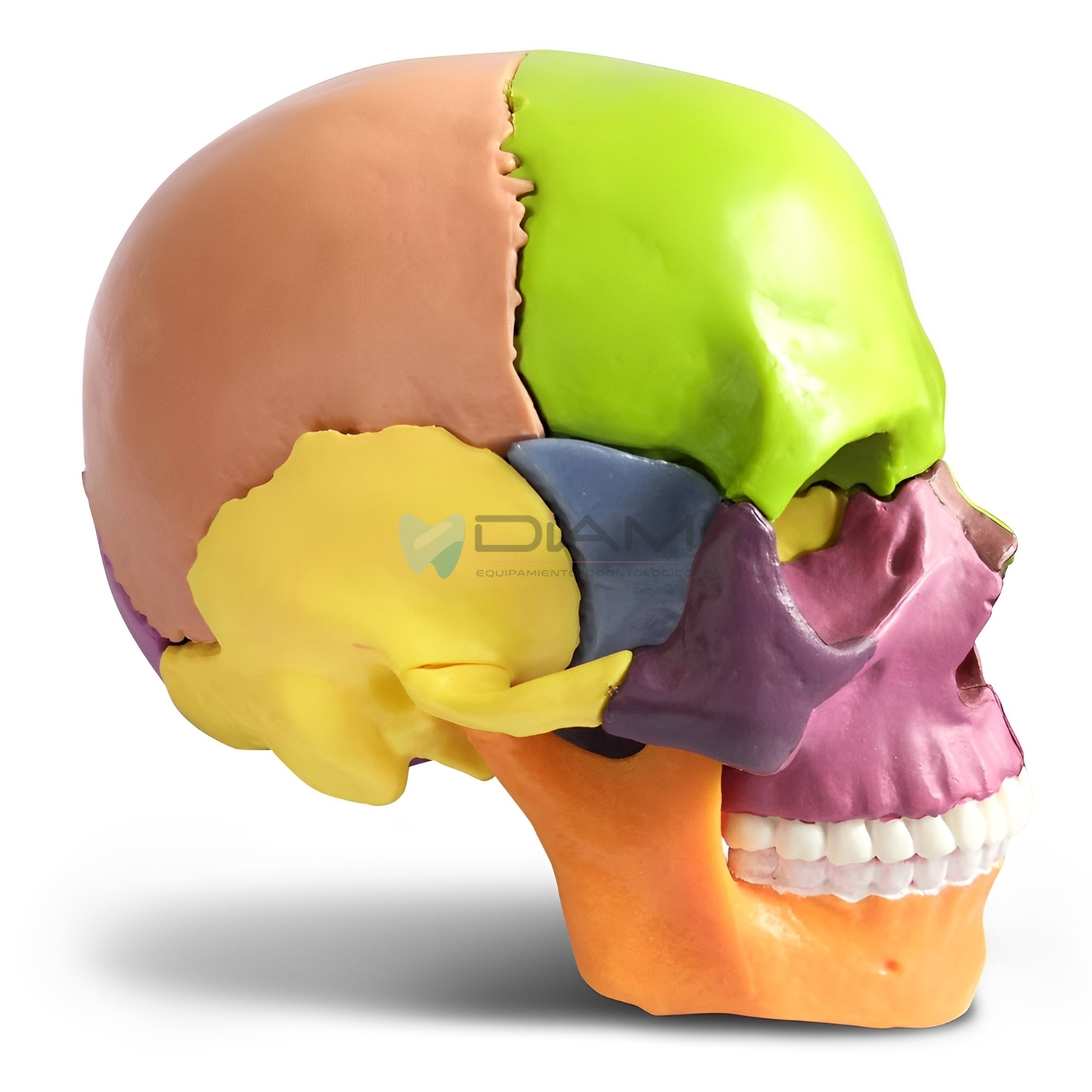 Modelo de cráneo anatómico pequeño (13 piezas) - Imagen 2