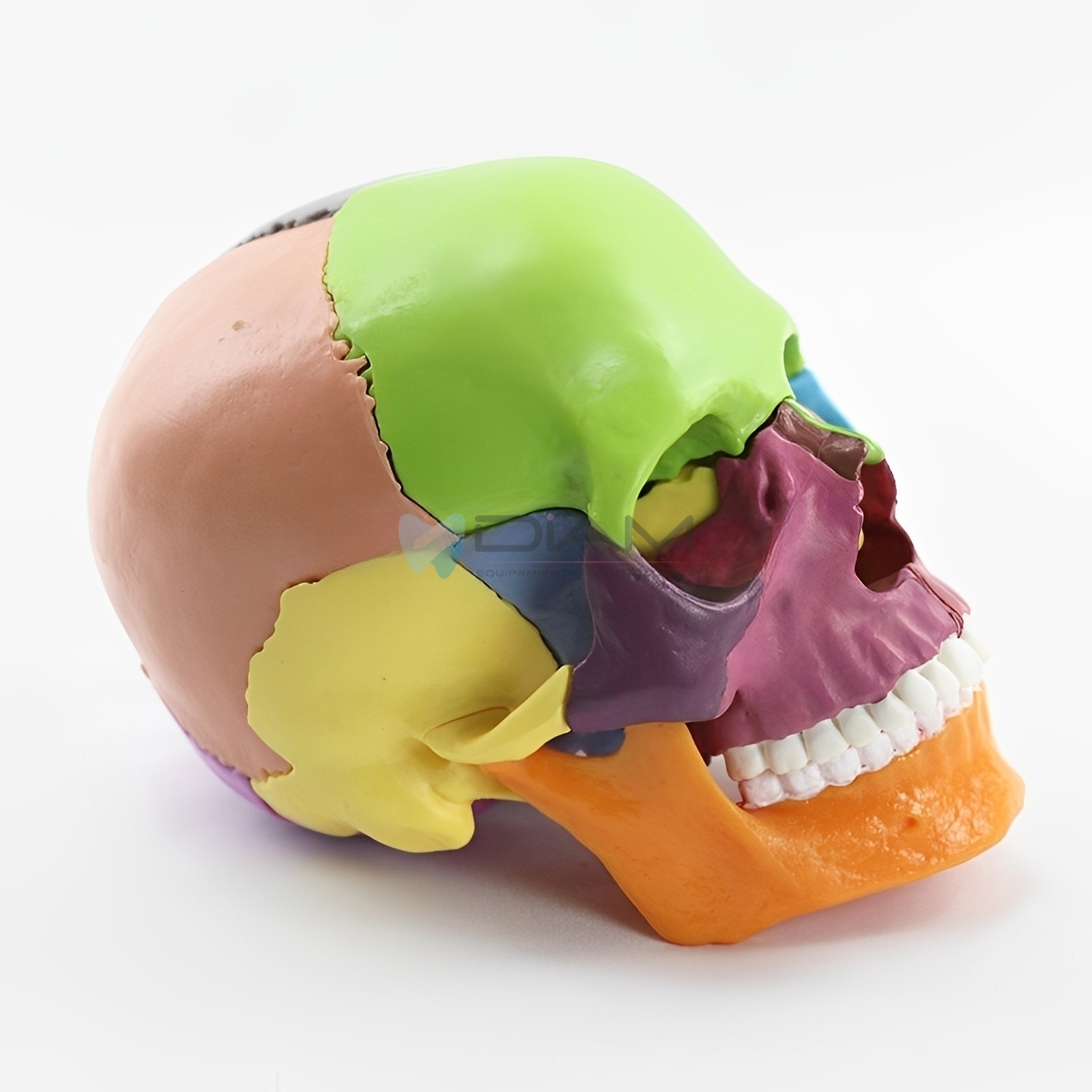 Modelo de cráneo anatómico pequeño (13 piezas) - Imagen 3