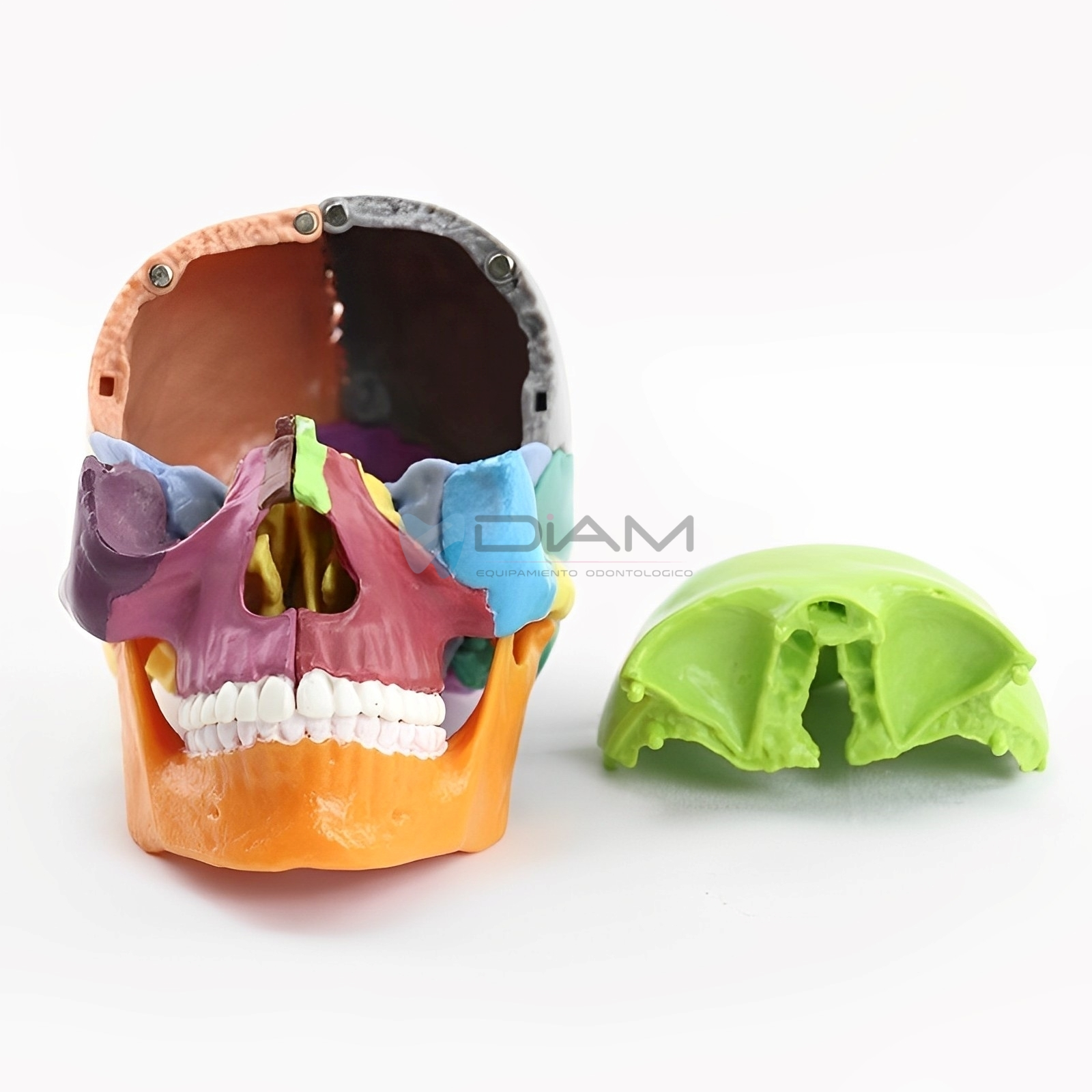 Modelo de cráneo anatómico pequeño (13 piezas) - Imagen 5