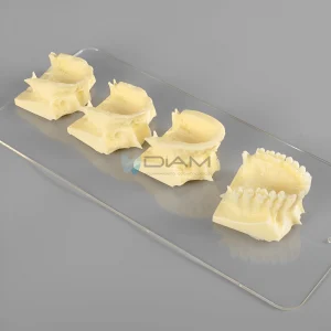 Modelo de desarrollo del maxilar