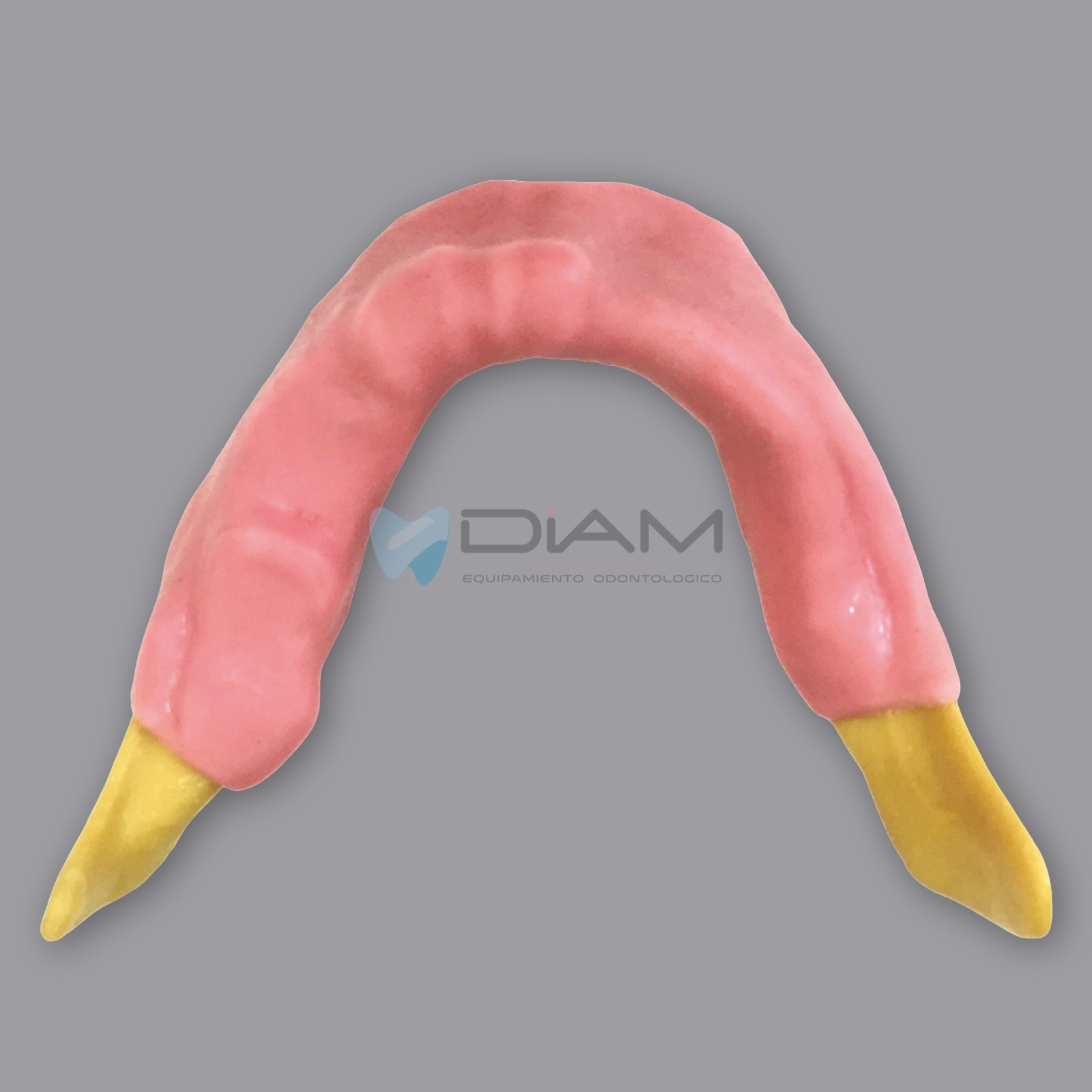 Modelo de mandíbula anatómicamente ósea para la práctica de colocación de implantes dentales - Imagen 5