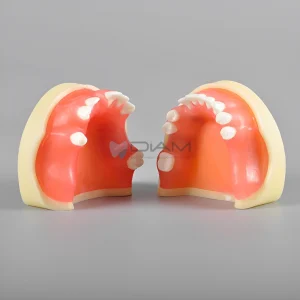 Modelo de práctica anatómico especializado para la práctica de implantes dentales