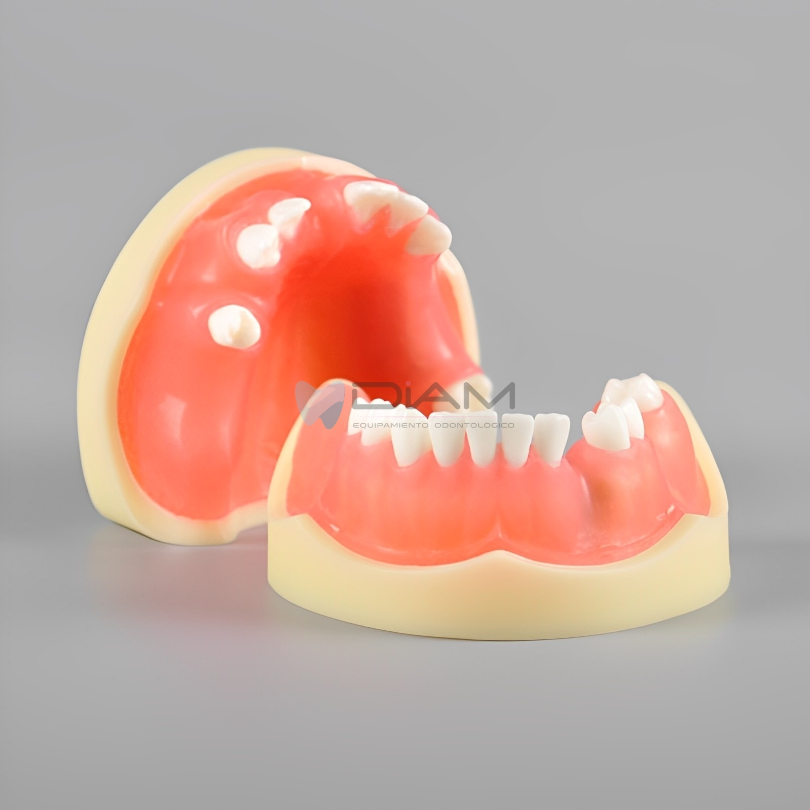 Modelo de práctica anatómico especializado para la práctica de implantes dentales - Imagen 4