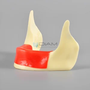 Modelo de implante anatómico para la práctica de implantes dentales