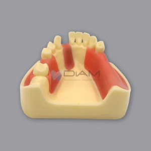 Modelo inferior para práctica de implantes y sutura