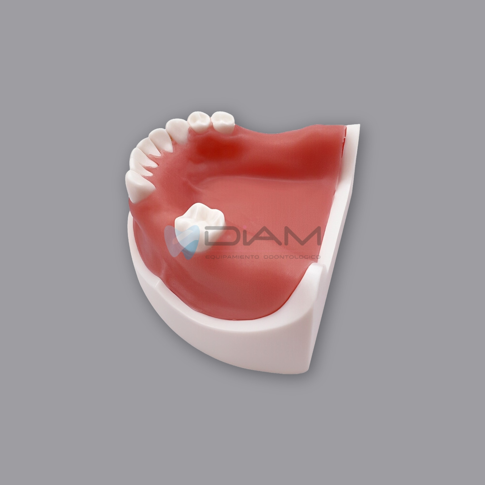 Modelo inferior de implante para prácticas de corte, implantación y sutura - Imagen 3