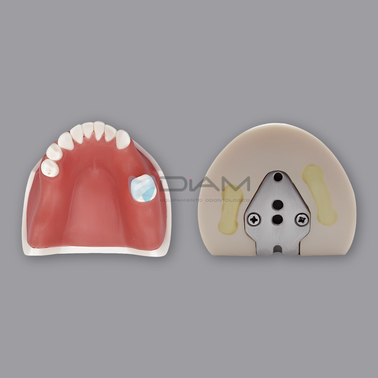 Modelo inferior de implante para prácticas de corte, implantación y sutura - Imagen 5
