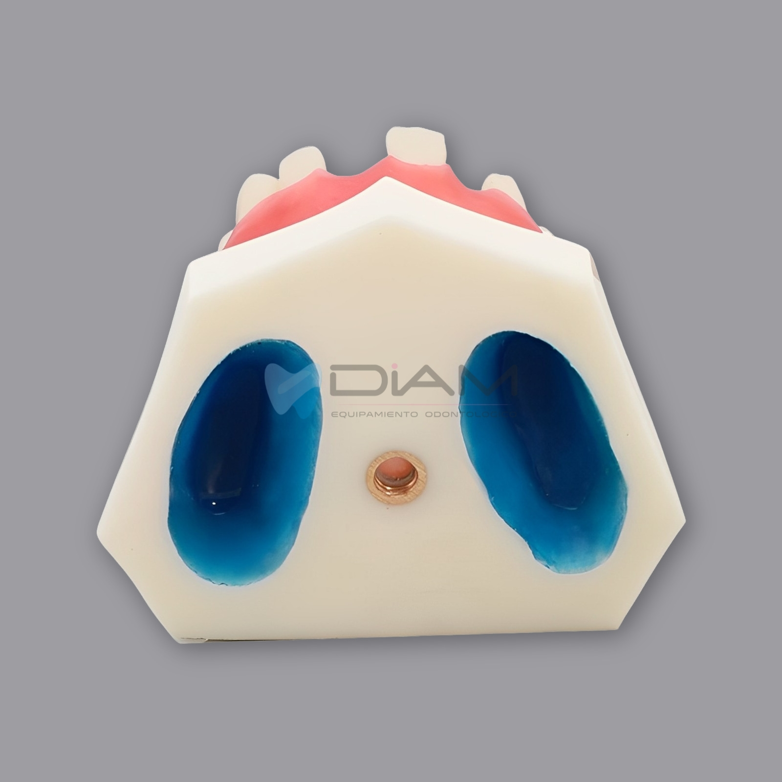 Modelo maxilar superior parcialmente dentado para práctica de implantes y sutura - Imagen 2