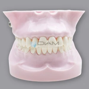 Modelo de práctica de anclaje de dientes