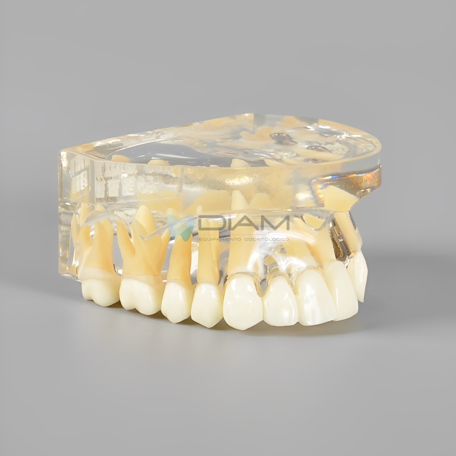 Modelo de implante dental para visualización de implantes, pilares, coronas y puentes. - Imagen 3