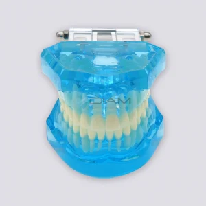 Modelo transparente de ortodoncia (28 piezas)