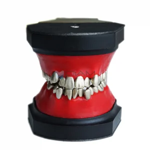 Modelo de ortodoncia con dientes de reemplazo