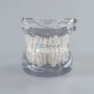 Modelo transparente infantil de demostración de dientes primarios