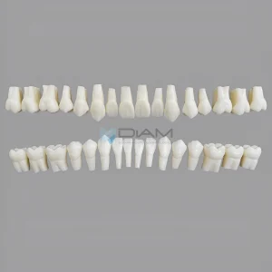 Dientes anatómicos permanentes 2 veces su tamaño