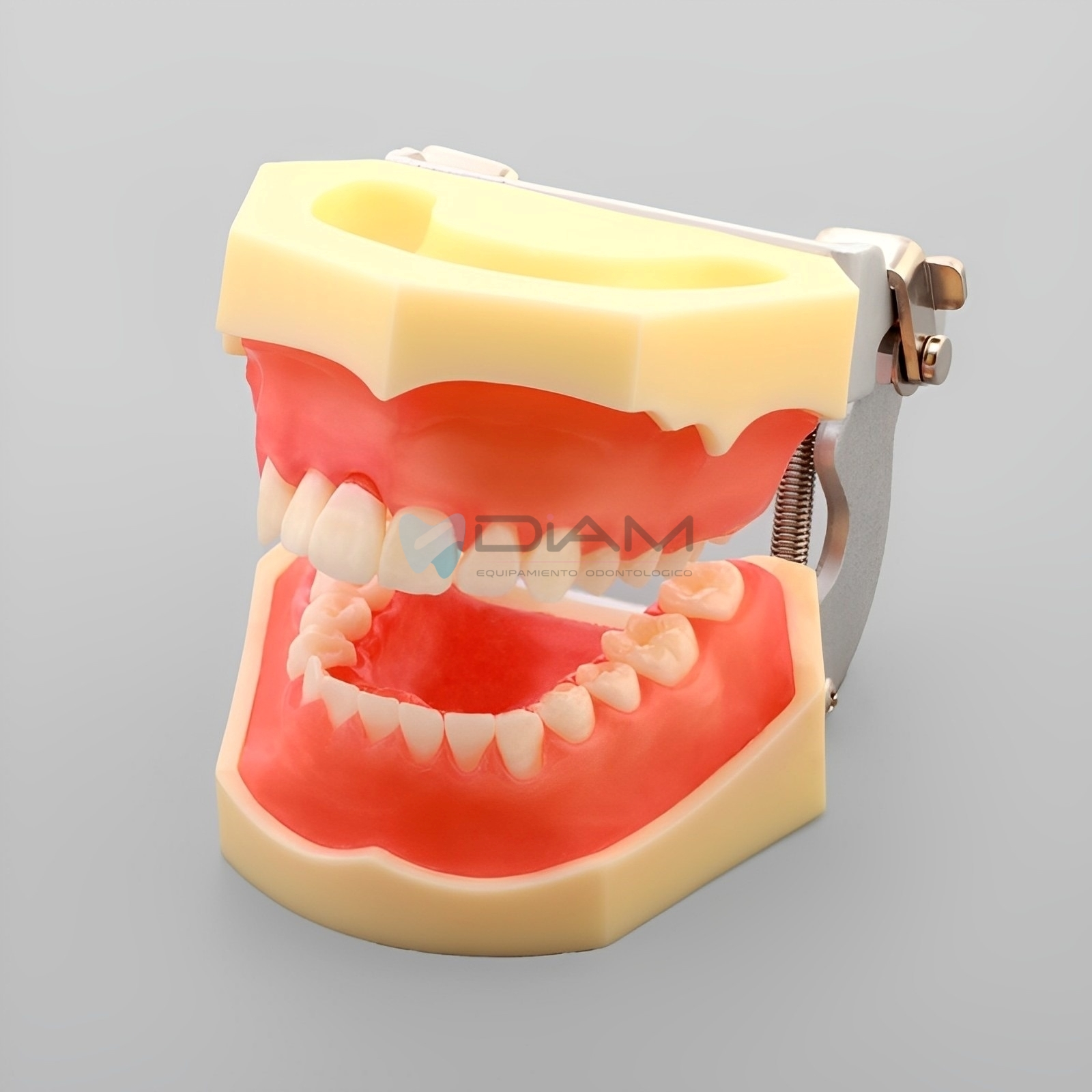 Modelo de enfermedad periodontal muestra una recesión gingival en el lado derecho - Imagen 2