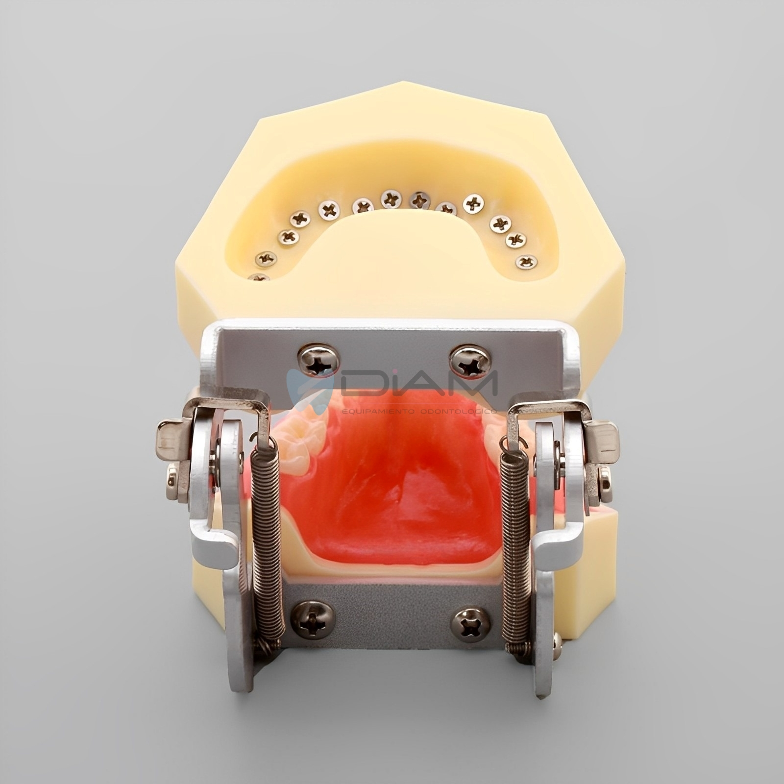Modelo de enfermedad periodontal muestra una recesión gingival en el lado derecho - Imagen 3